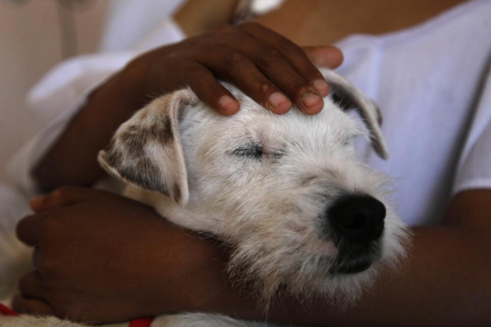 psi, terapija, Ekvador, Foto: Beta/AP