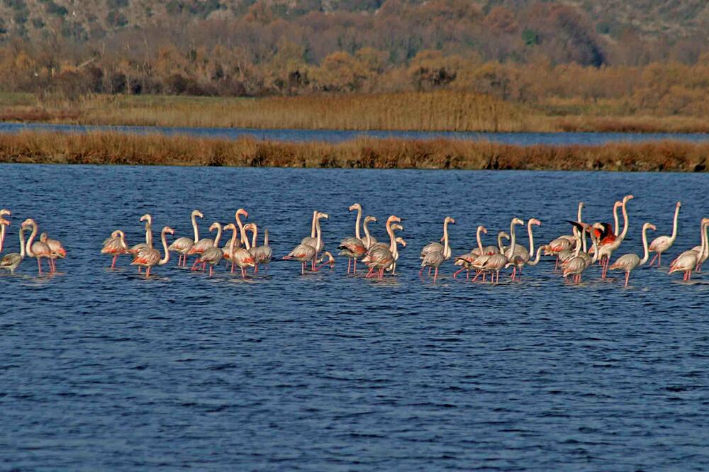 flamingosi solana, Foto: Nacionalni parkovi Crne Gore
