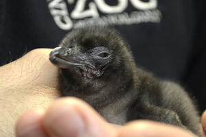 Mali pingvin dobio ime po velikom Bouviju
