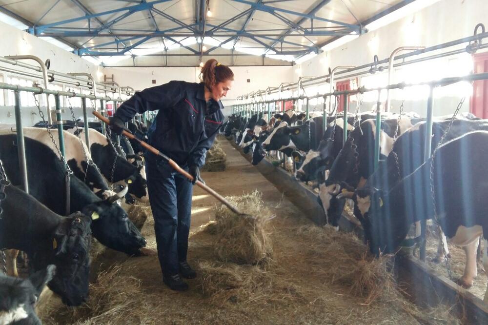 Dubravka Drakić, Foto: Fabrika ideja