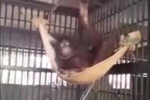 Ženka orangutana sama napravila ležaljku