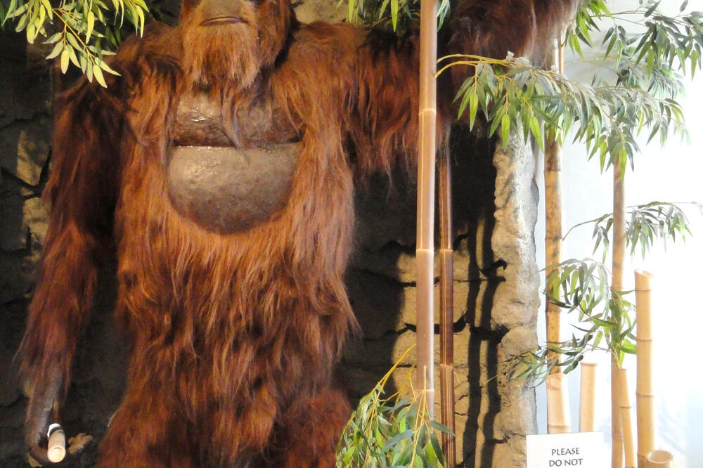 Gigantopithecus, Foto: Wikimedia