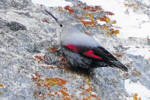 Ornitolog iz Crne Gore fotografisao rijetku pticu