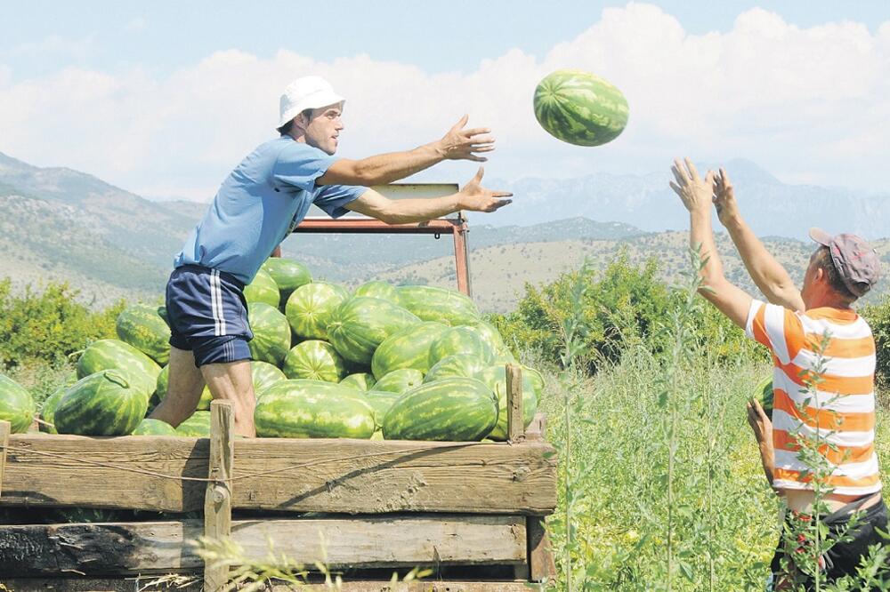 poljoprivrednici, Foto: Boris Pejović