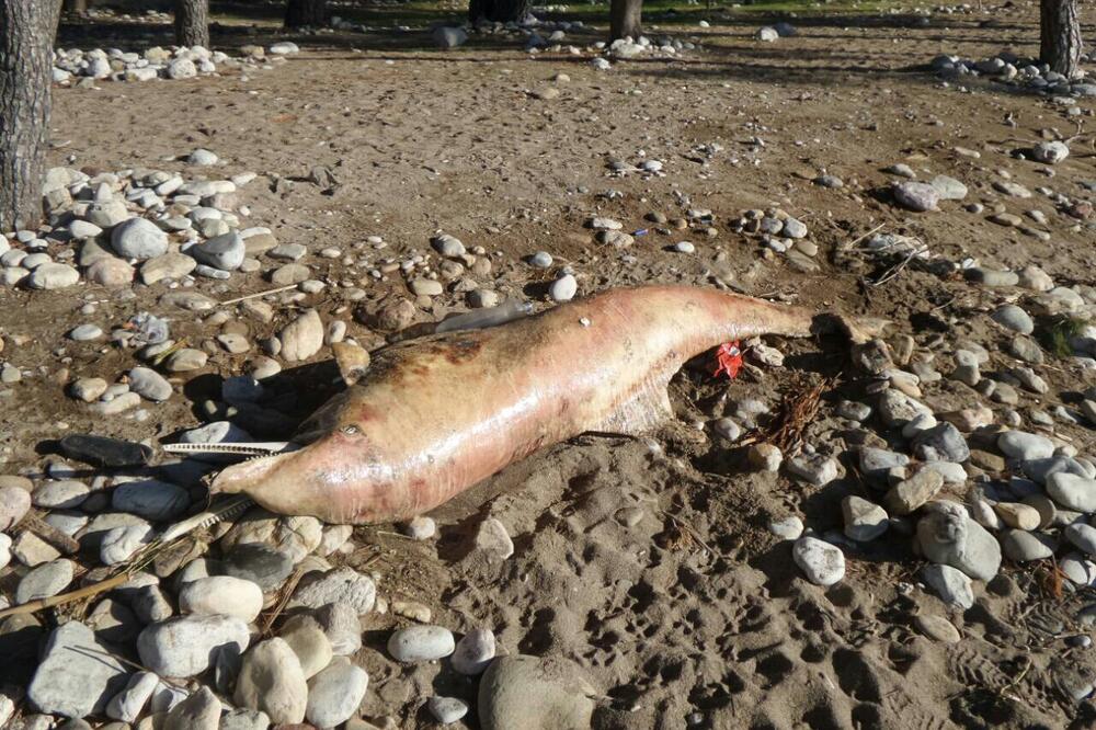 Delfin, Šušanj, Bar, Foto: Čitalac reporter