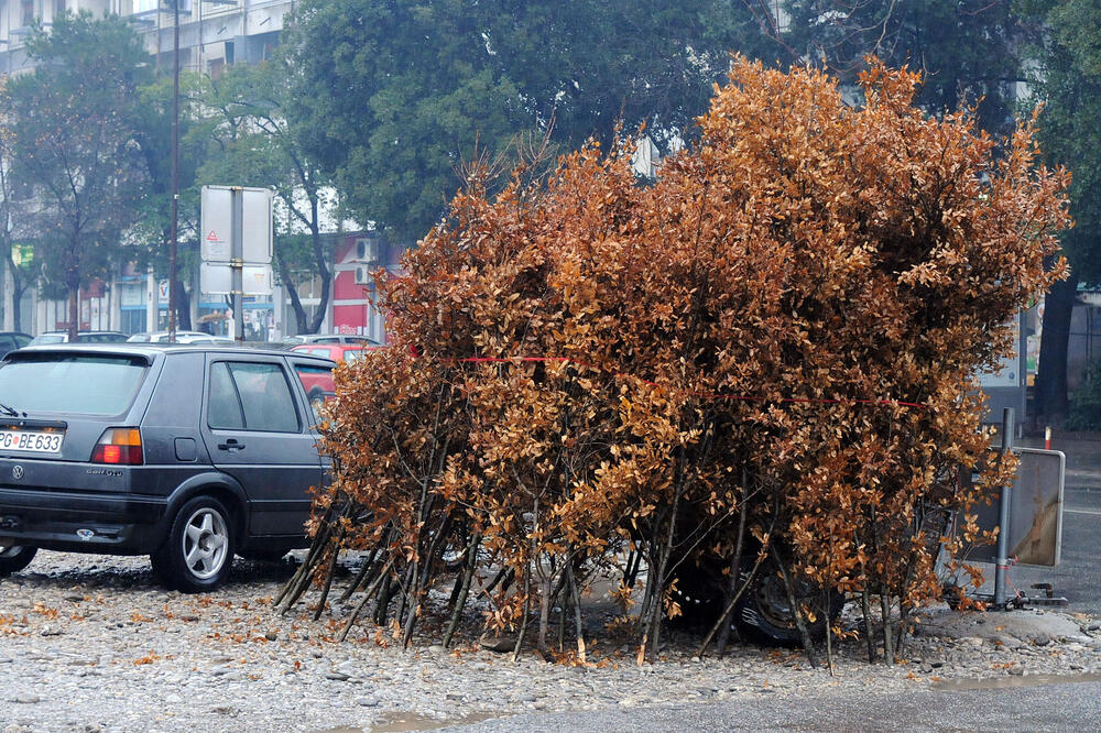 badnjaci, Foto: Zoran Đurić