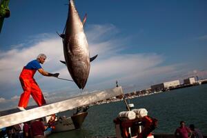 Atlantska tuna prodata za 108.500 eura u Tokiju