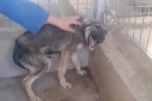 Nakon mučenja, ovaj pas se jezivo plašio nježnosti. Danas je...
