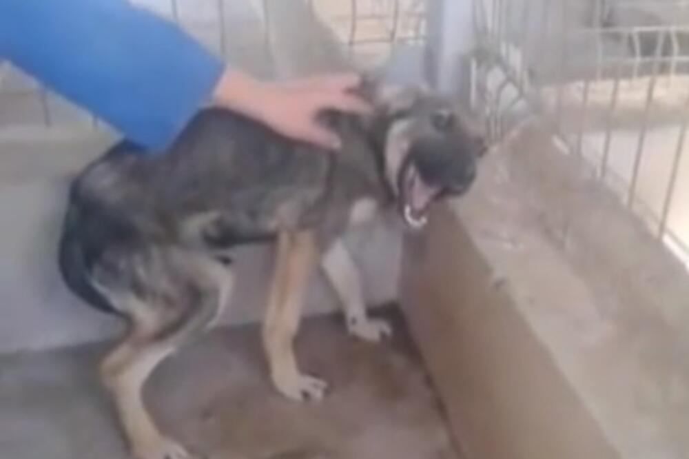 mučenje životinja, Foto: Screenshot (YouTube)