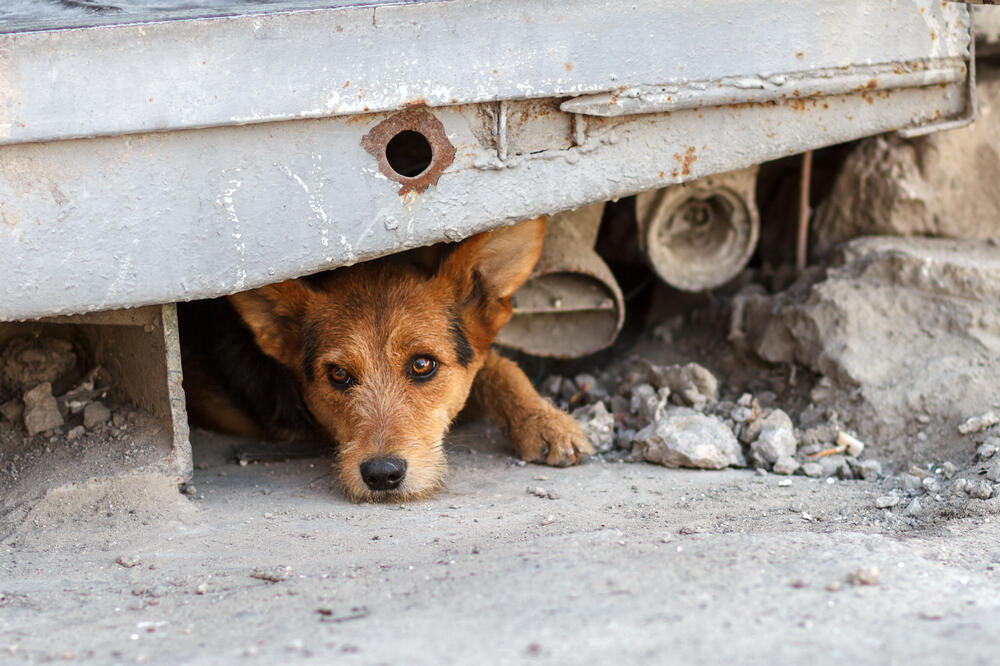 pas, napušteni pas, Foto: Shutterstock
