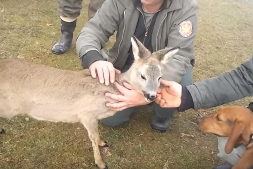 Srna, Foto: Screenshot (YouTube)