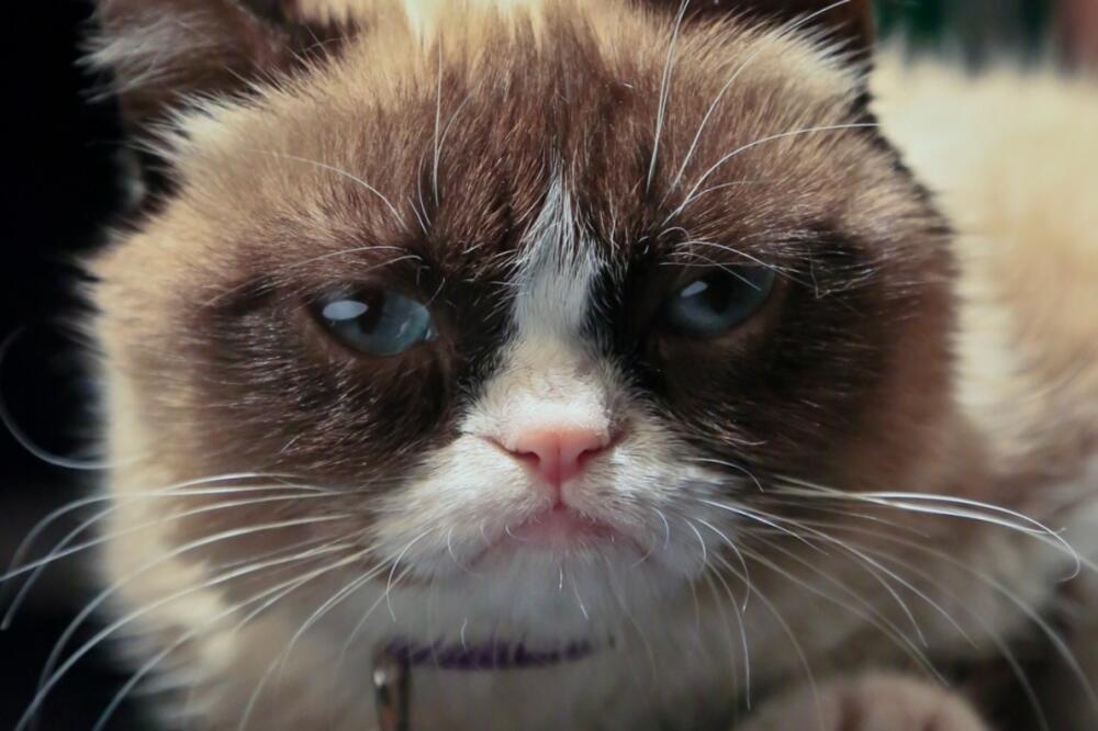 Grumpy cat, Foto: Beta/AP Photo/Bebeto Matthews