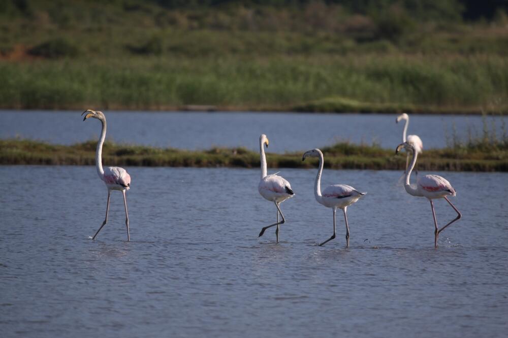 Ulcinjska solana, Foto: CZIP