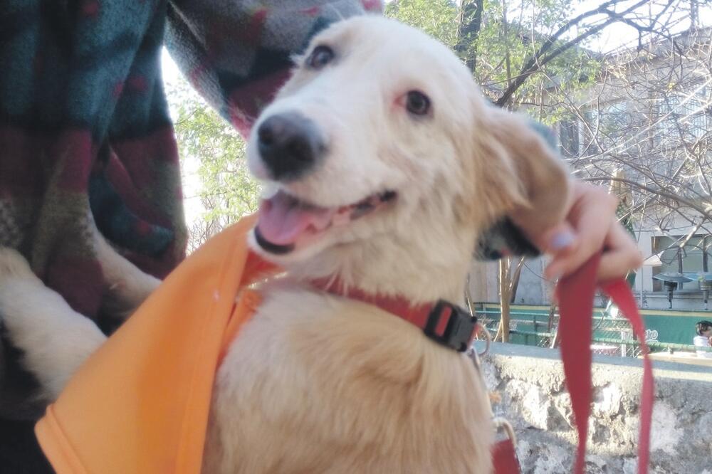 Pas, Foto: Milica Đurović