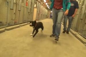 Ovaj pas ne može da sakrije sreću što bježi iz "kandži smrti"