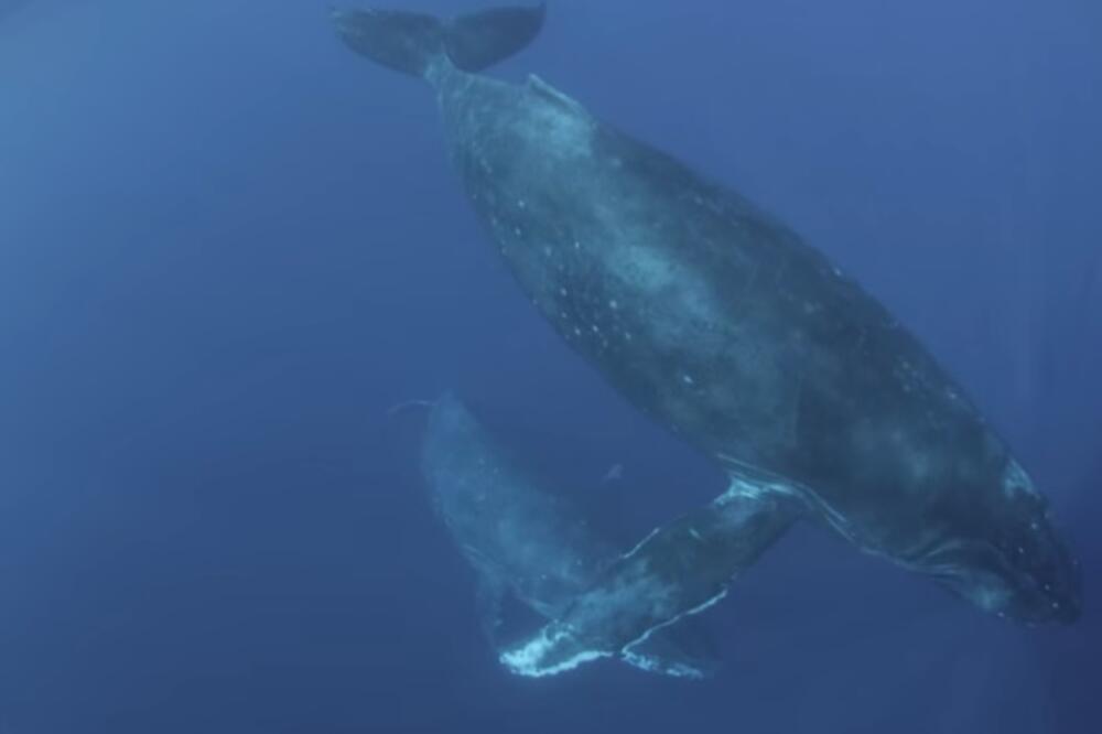 grbavi kitovi, Foto: Screenshot (YouTube)
