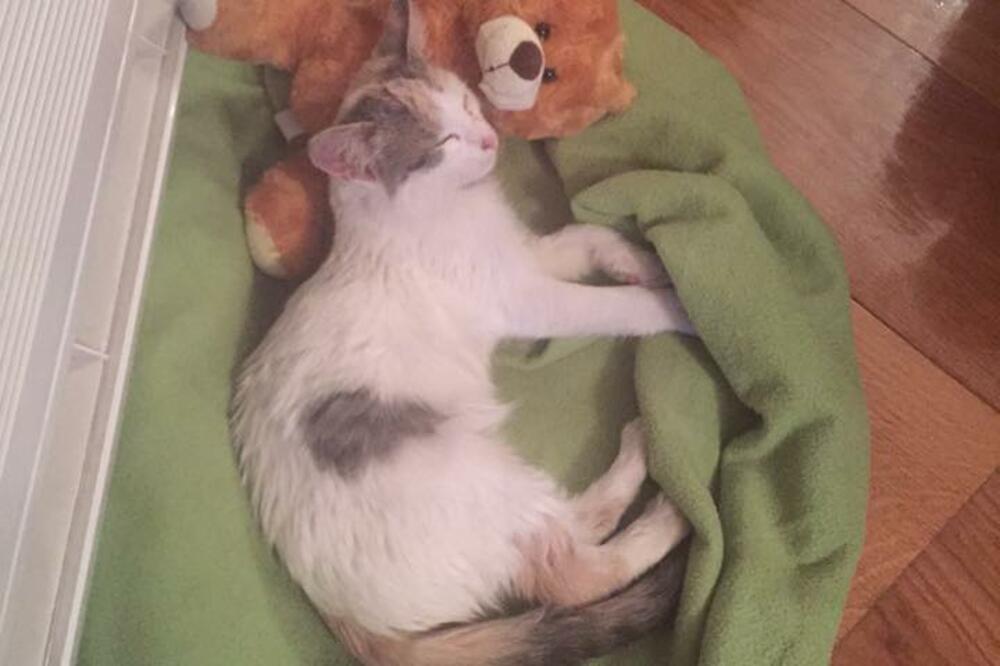 spasavanje mace u Portu, Foto: Screenshot (Facebook)