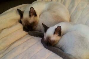 Na Zabjelu nestale dvije sijamske mačke