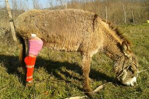 Nova magarica na Farmi: Zove se Tina, u čast rok zvijezde, jer je...