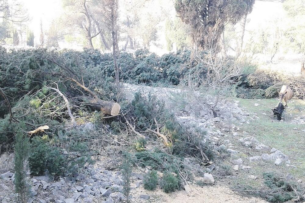 Gorica, čempresi, Foto: Ivan Čađenović