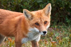 Kampanja oralne vakcinacije lisica protiv bjesnila