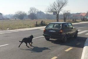 Prijava protiv vozača koji je vezao psa za vozilo u pokretu, Arka:...