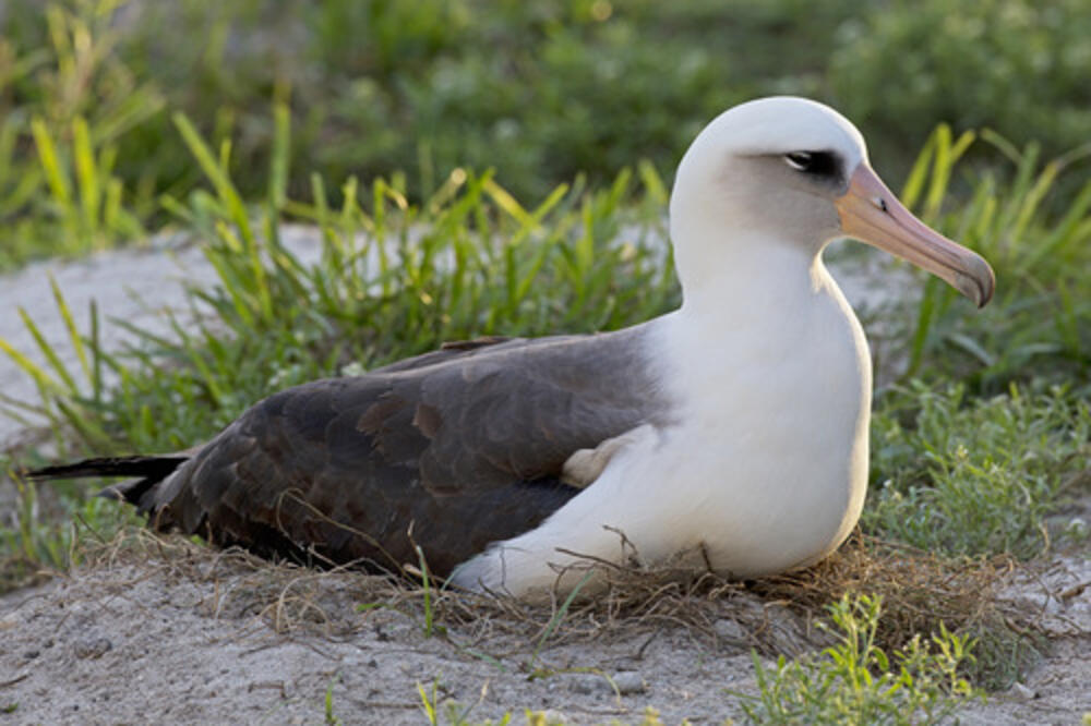 albatros Vizdom, Foto: Earthsky.org