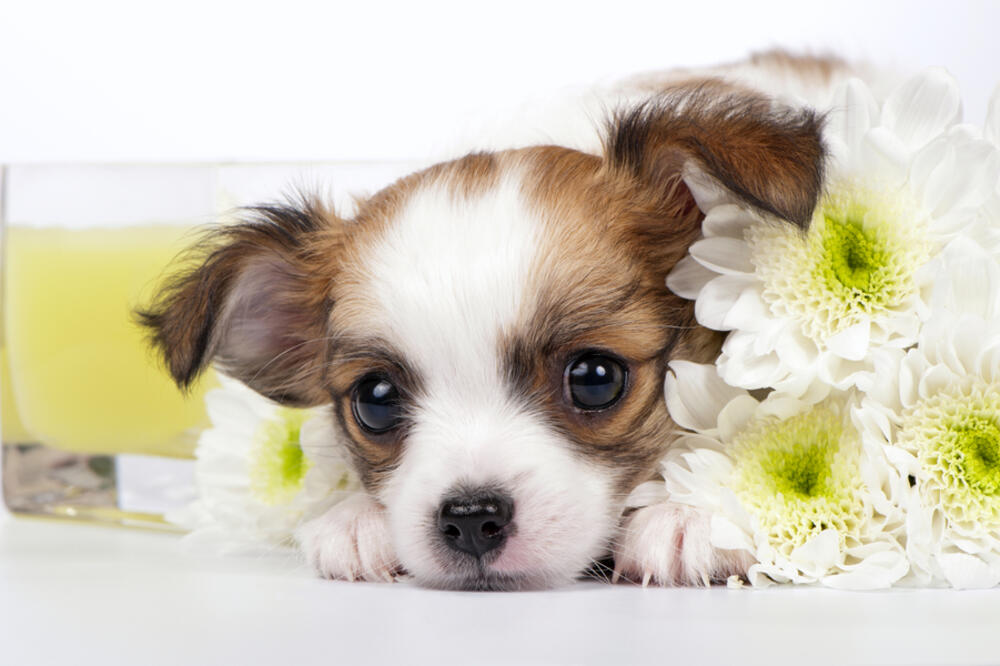 Dan zaljubljenih, kućni ljubimac, pas, cvijeće, Foto: Shutterstock.com