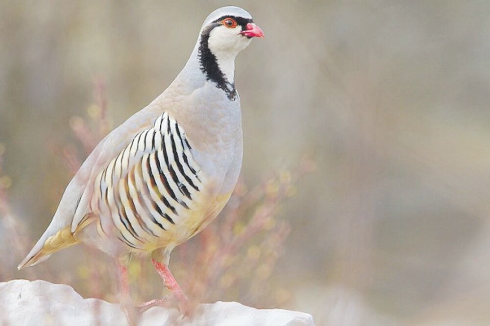 jarebica, Foto: CZIP