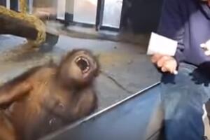 Pogledajte trik koji je oduševio jednog orangutana