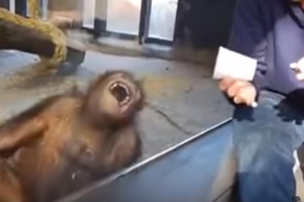 orangutan, Foto: Screenshot (YouTube)