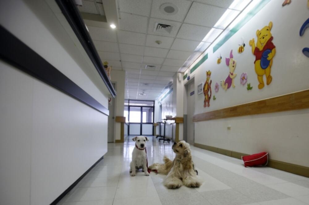 psi, terapija, Ekvador, Foto: Beta/AP