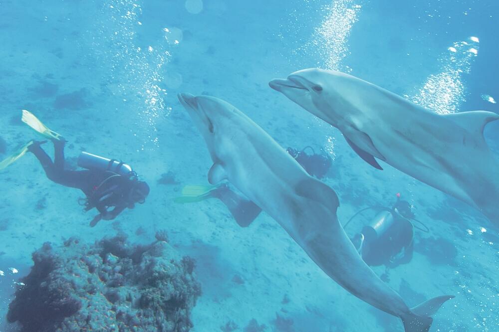 Delfini, Foto: Shutterstock