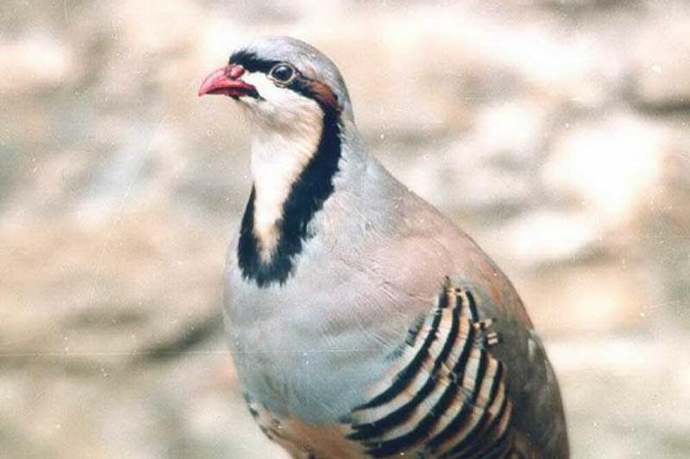 jarebica kamenjarka, Foto: CZIP