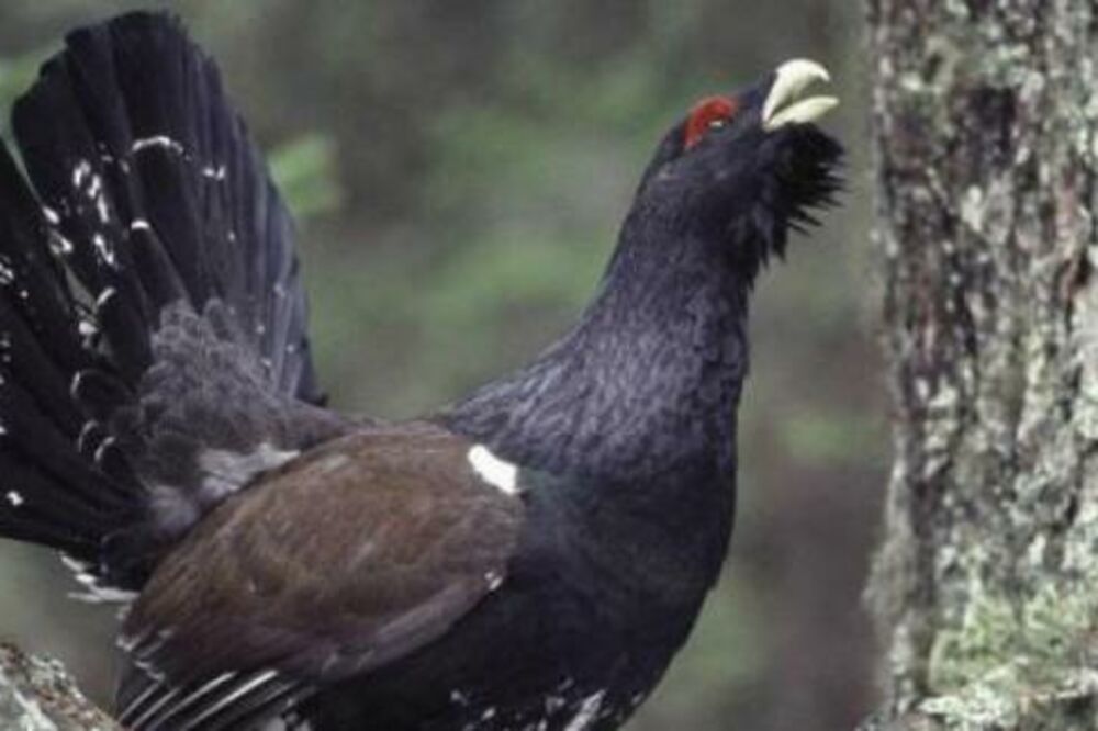 tetrijeb gluhan, Foto: Tetrijebgluhan.wordpress.com