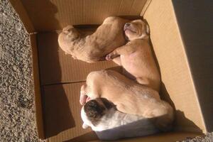 Četiri šteneta ostavljena u kutiji na Dajbabskoj gori, traži se...