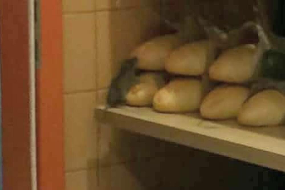 Roda pacov, Foto: Podgorički vremeplov