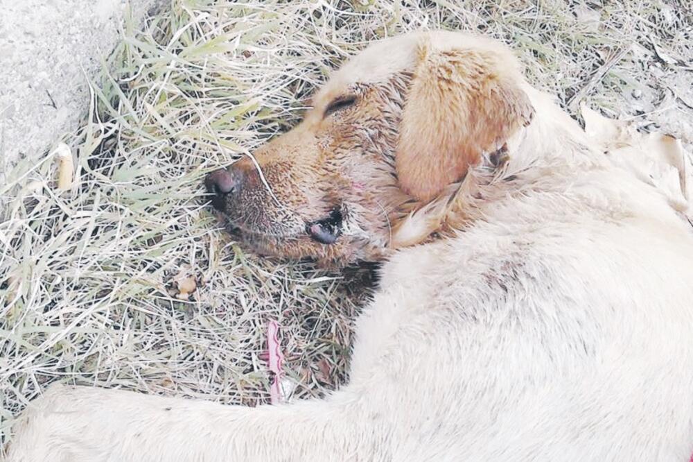 otrovan pas, Foto: NVO sPas