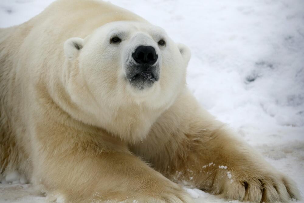 Polarni medvjed, Foto: Reuters