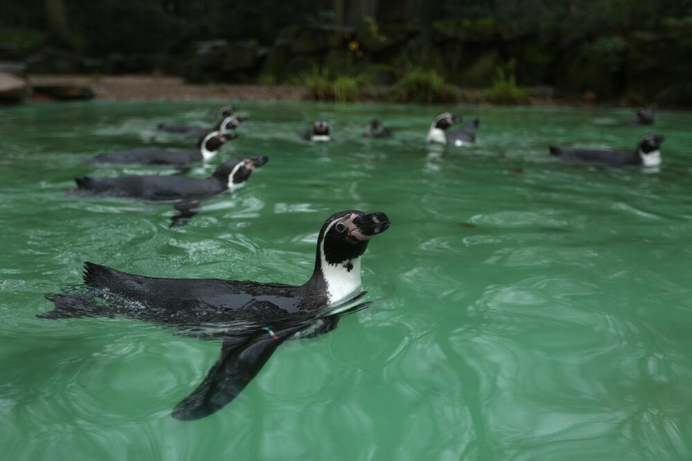 pingvini Dortumnd, Foto: Beta/AP
