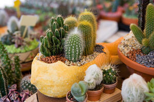 Trećina kaktusa na svijetu mogla bi da nestane zbog urbanizacije