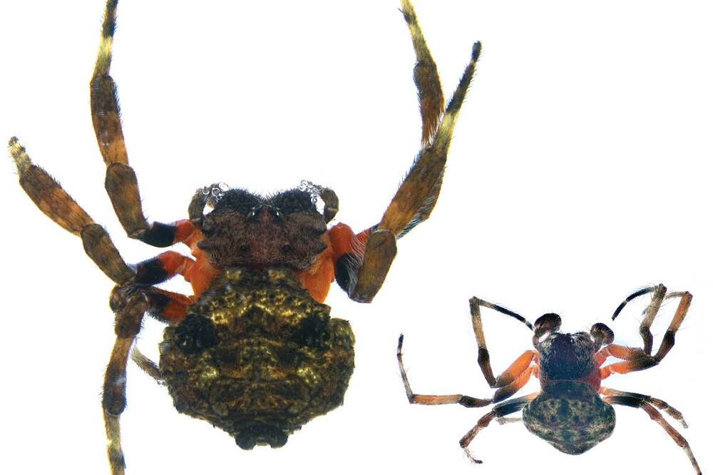 pauk Tima Maze, Foto: Screenshot (YouTube)