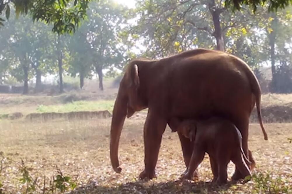 slonica i slonče, Foto: Youtube screenshot
