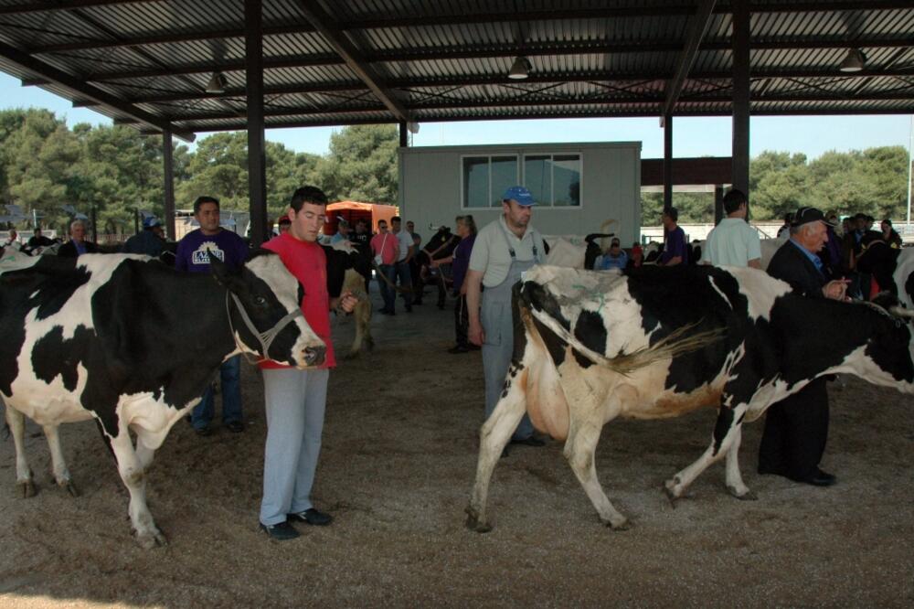 Priplodna stoka, Foto: Luka Zeković
