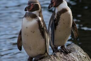Pingvini žive na termperaturama ispod nule i stalno su u vodi, a...