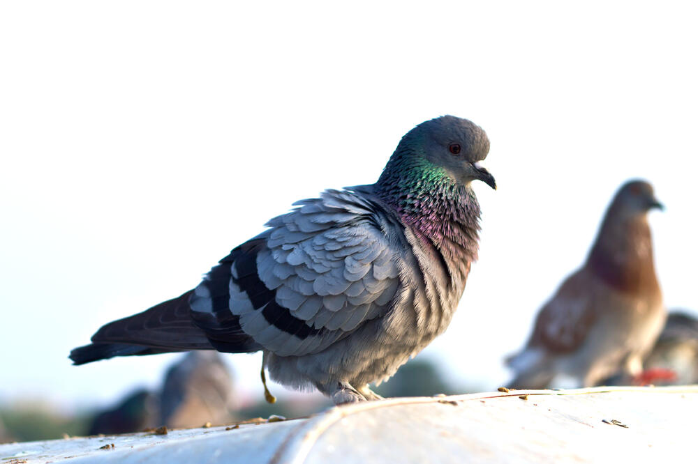 golub, Foto: Shutterstock