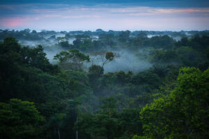 Izumiranje prijeti polovini svih vrsta drveća u Amazoniji