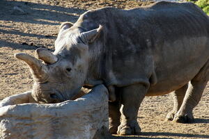 Uginula Nola, jedan od 4 preostala sjeverna bijela nosoroga