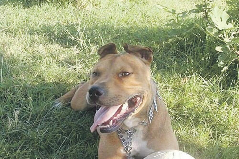 Pitbul Maks (Novine)