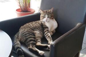 Mačak Zevs živi u tivatskom hotelu sa četiri zvjezdice